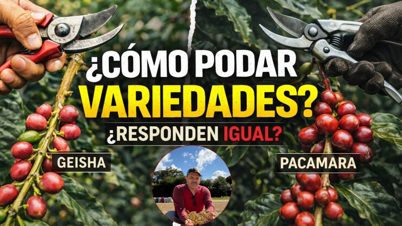 ¿Cada variedad necesita una poda distinta? #PodaInteligente #coffee
