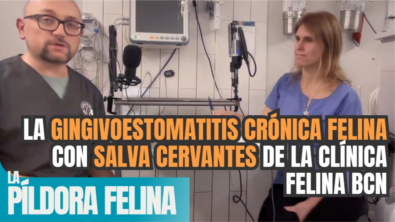 596  La GINGIVOESTOMATITIS CRÓNICA FELINA con SALV