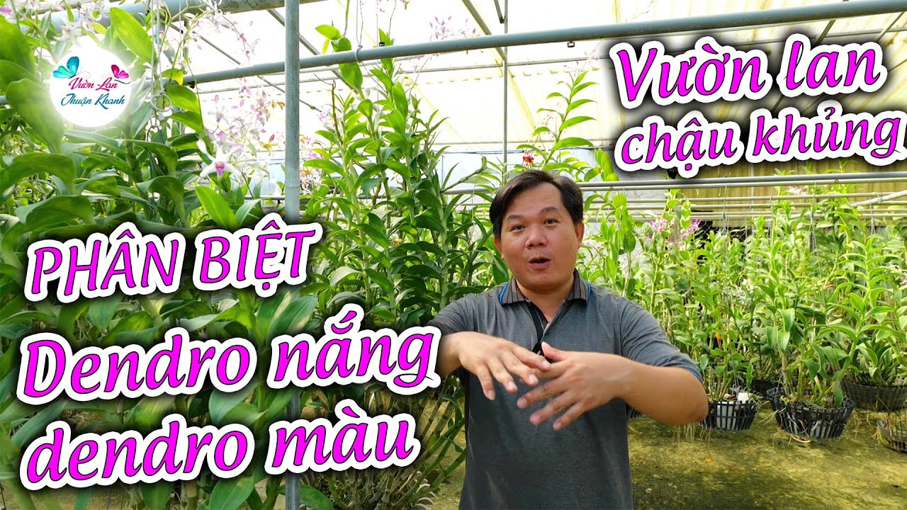 PHÂN BIỆT HOA LAN DENDRO NẮNG VÀ DENDRO MÀU