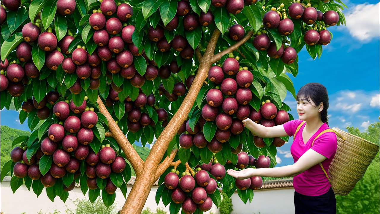 Ly Trieu Ca: Harvesting Rare Mangosteens & Making Homemade Bagels with Avocado | Cooking in Village