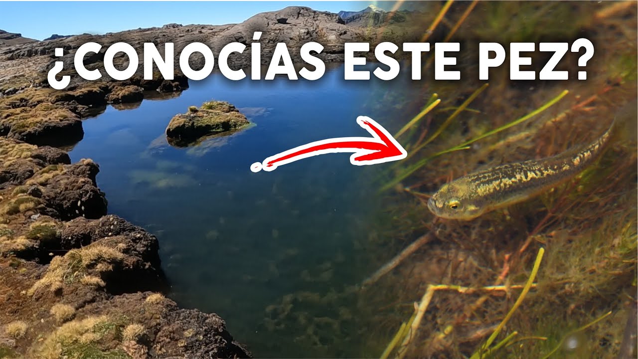 Fui a pescar TRUCHAS una laguna en los andes del Perú.
