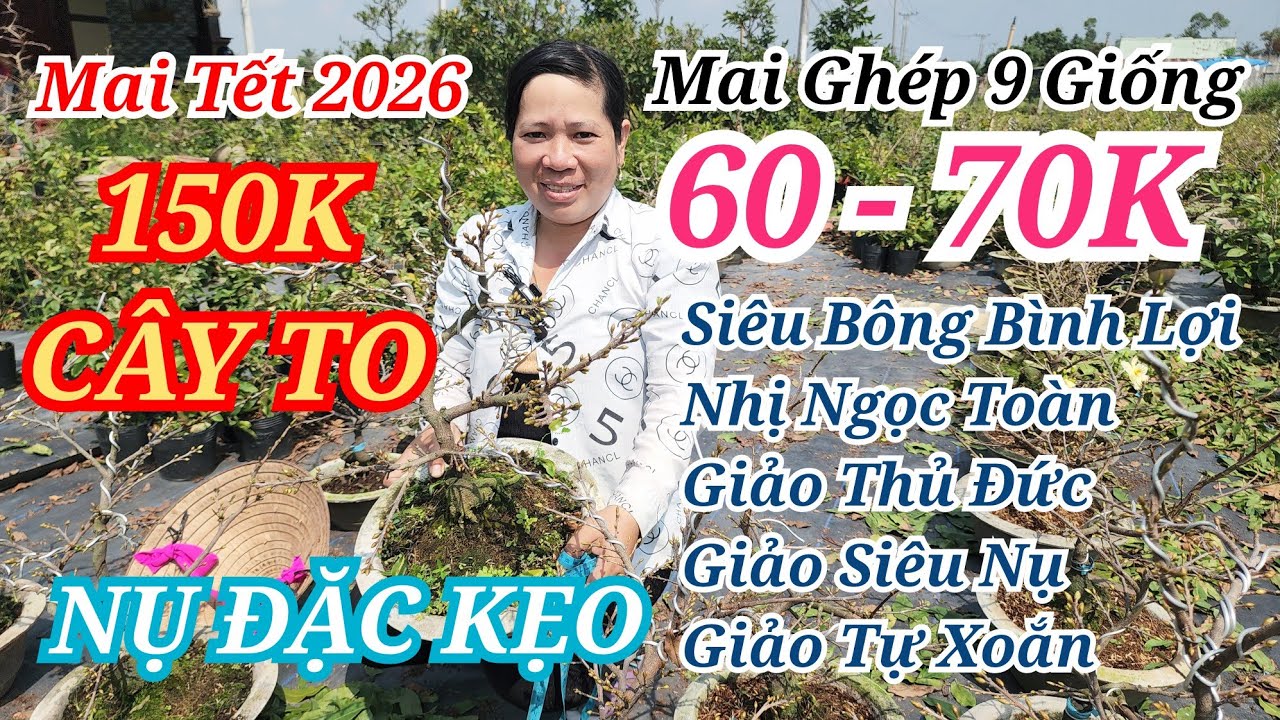 📞 NHIÊN MAI GHÉP CHƠI TẾT SIÊU NỤ ƯU ĐÃI CỰC RẺ CHỌN LẸ BAO SHIP 30/01/2026 | Bến Tre Ơi