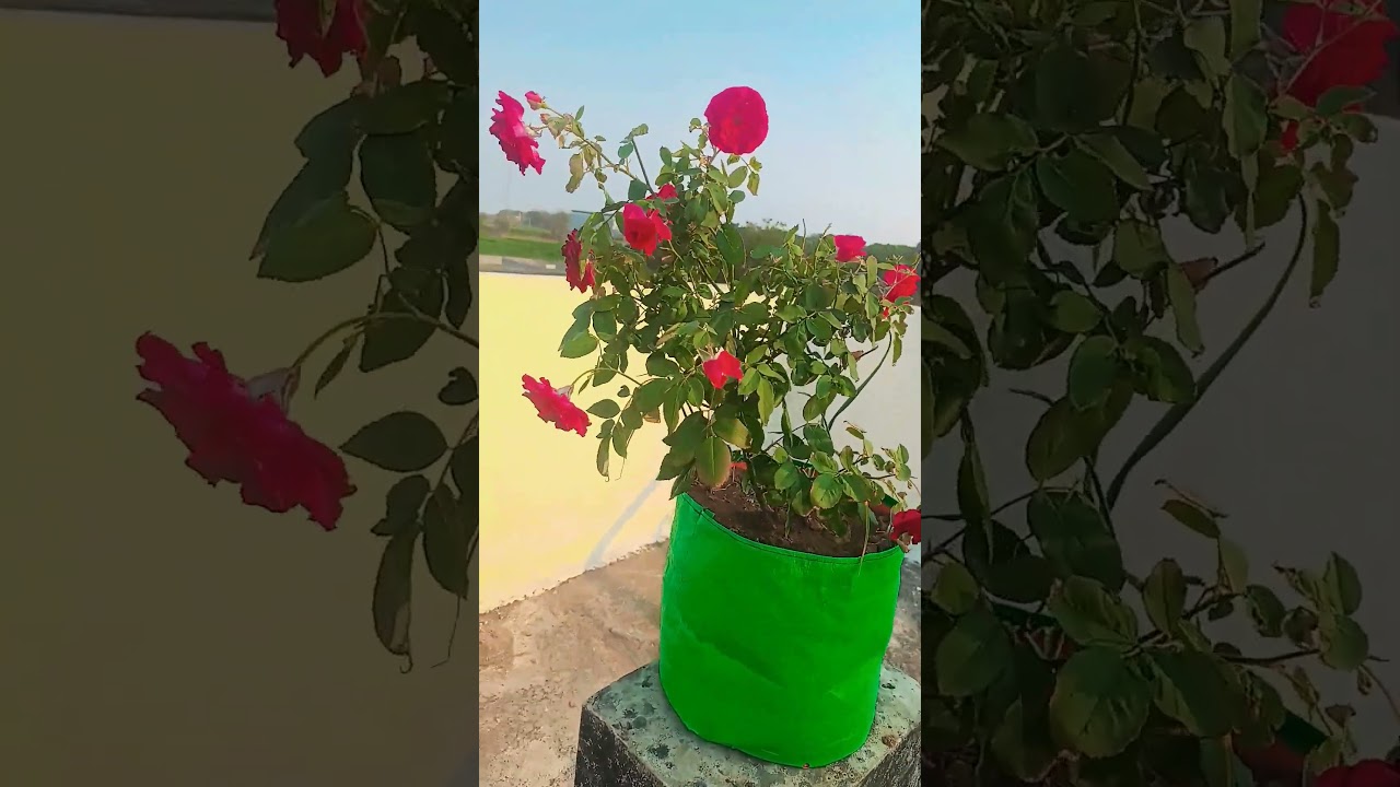 🌹 🥀 #trending #trendingshorts #trend #viral #vairlvlogs #musicgenre #krishnaflute