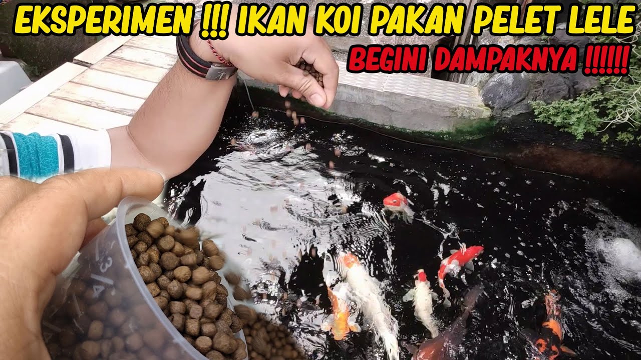 EKSPERIMEN !! Ikan Koi Pakan Pelet Lele, Ternyata ini dampaknya !!!