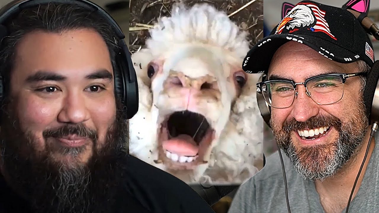 Cute Animal TikToks Make Me Scream
