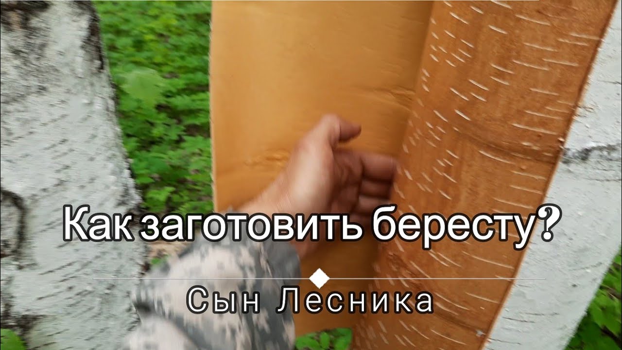 Как заготовить бересту?