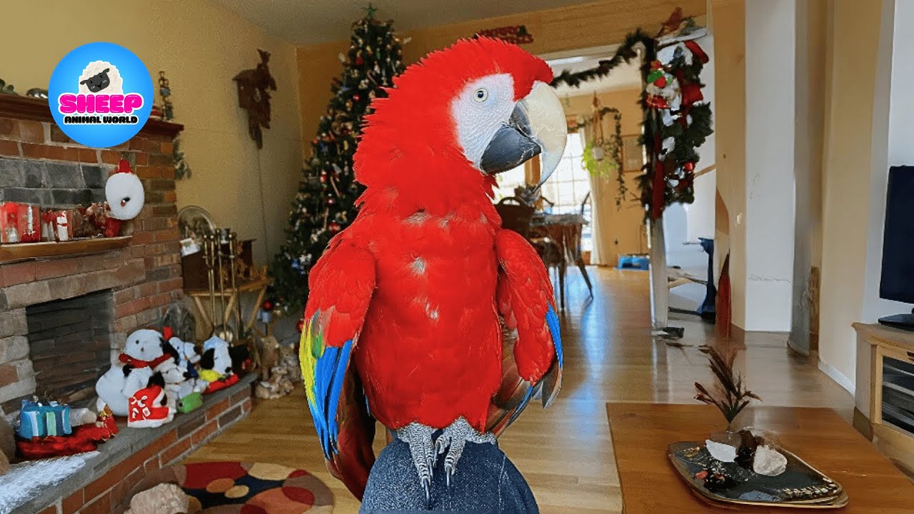 She Was a Silent, Broken Macaw &mdash; Until Love Brought Her Back to Life