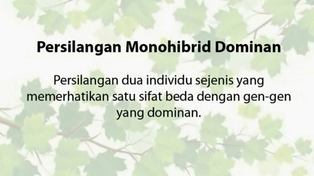 Persilangan Monohibrid Dominan