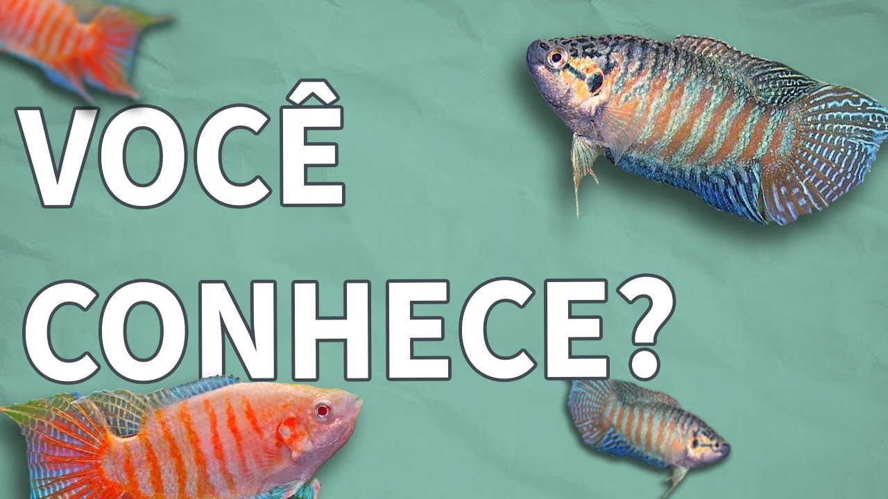 VOCÊ JA CONHECE O PEIXE PARAISO? O PRÓPRIO NOME DIZ TUDO! (Aquatica Brazil)