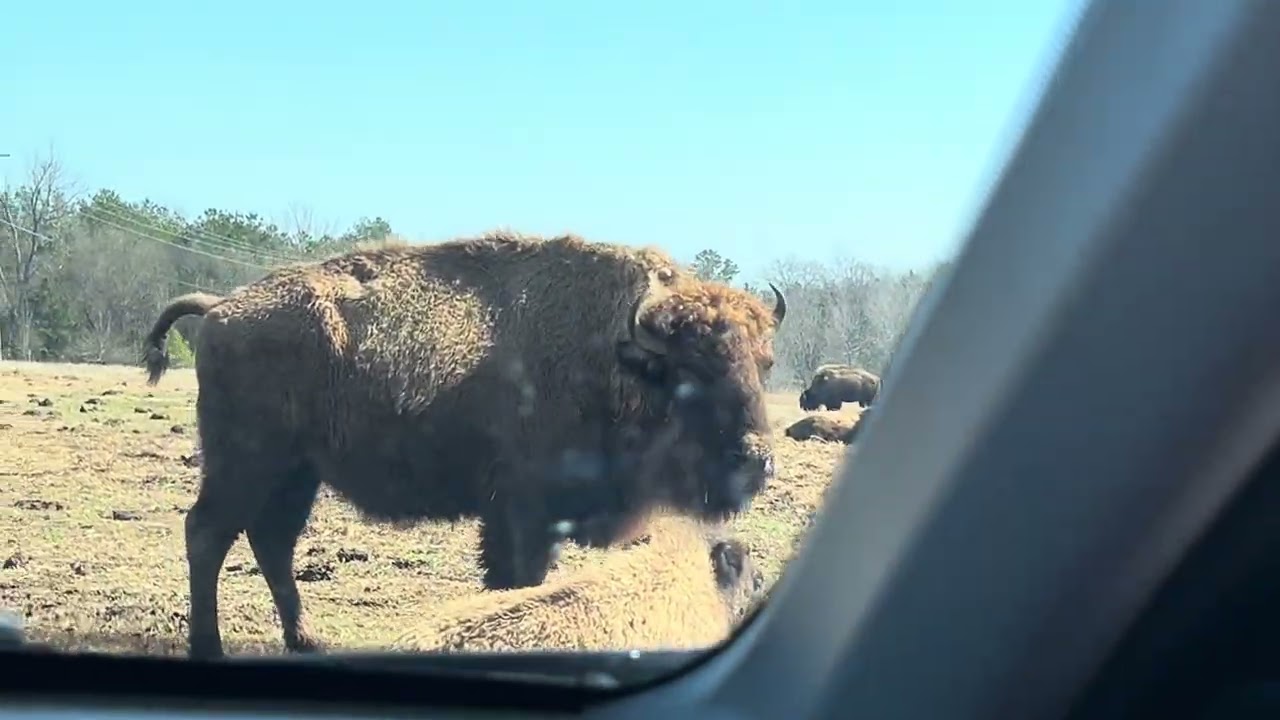 Driving through the buffalo park part 2