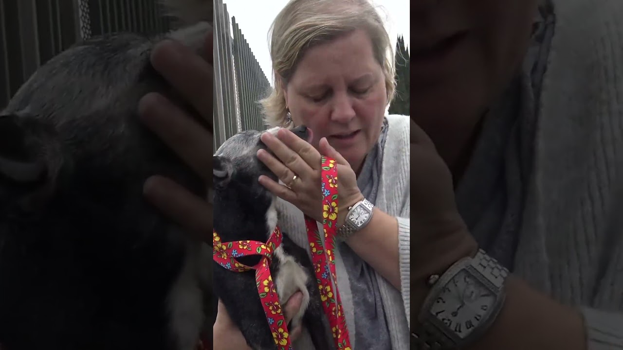Homeless old dog was tired of life on the streets - Full video: www.HopeForPaws.org ❤️ #dog #rescue
