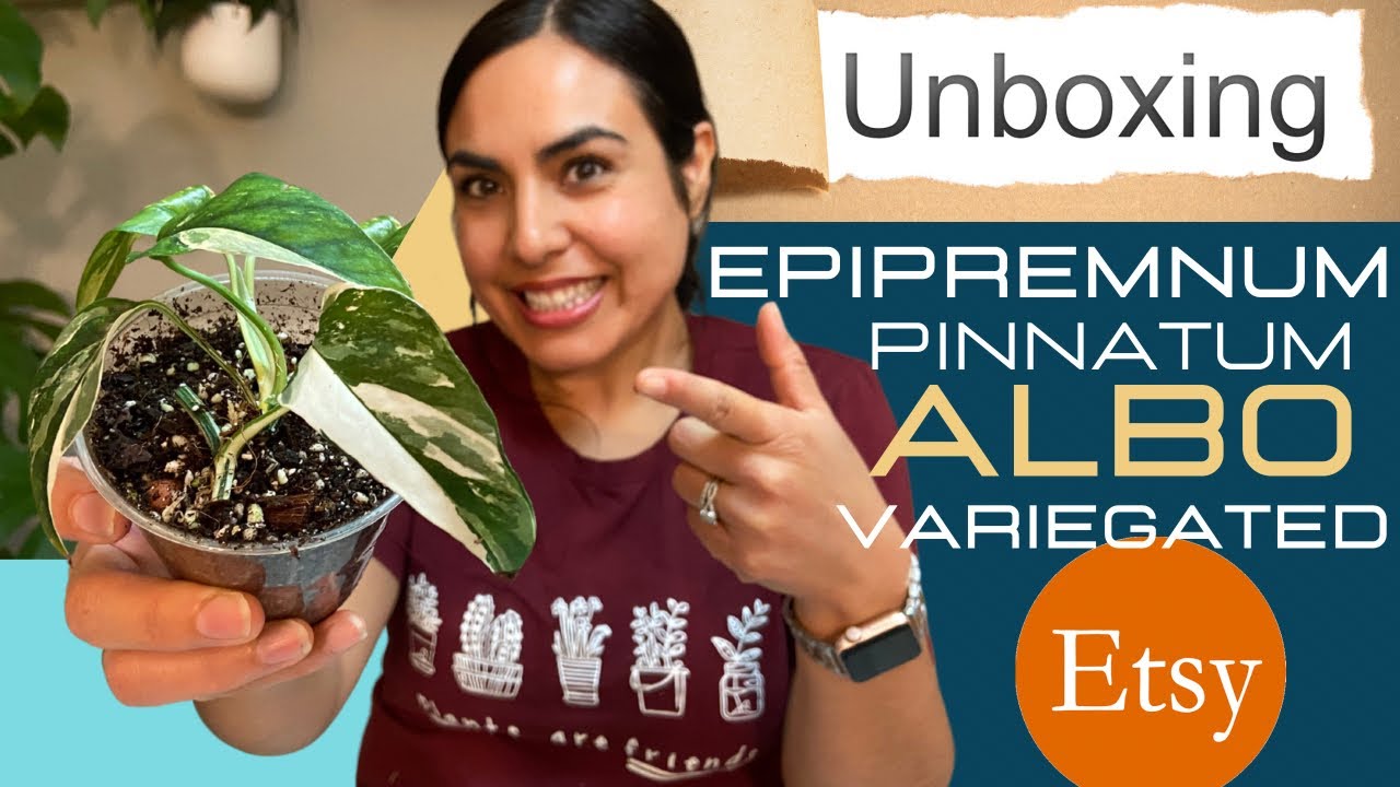 Epipremnum Pinnatum Albo Variegated / HOUSE PLANT UNBOXING