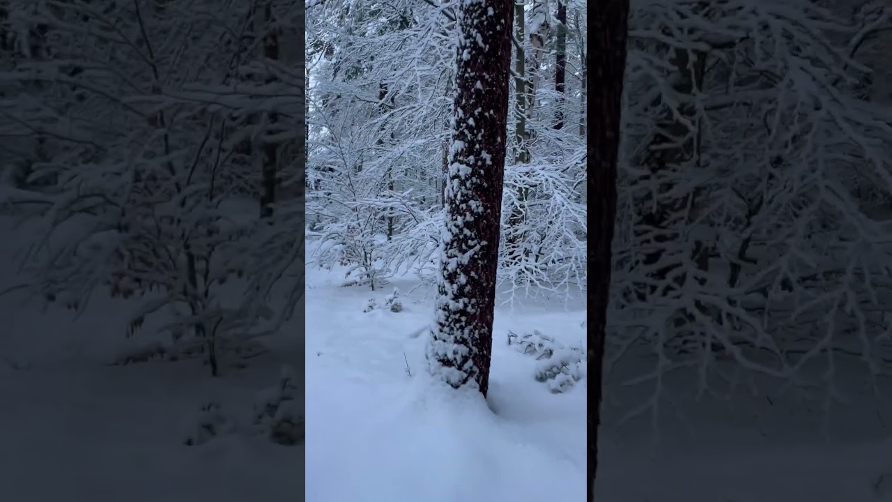 Sneeuw januari 2026 ☃️ - 