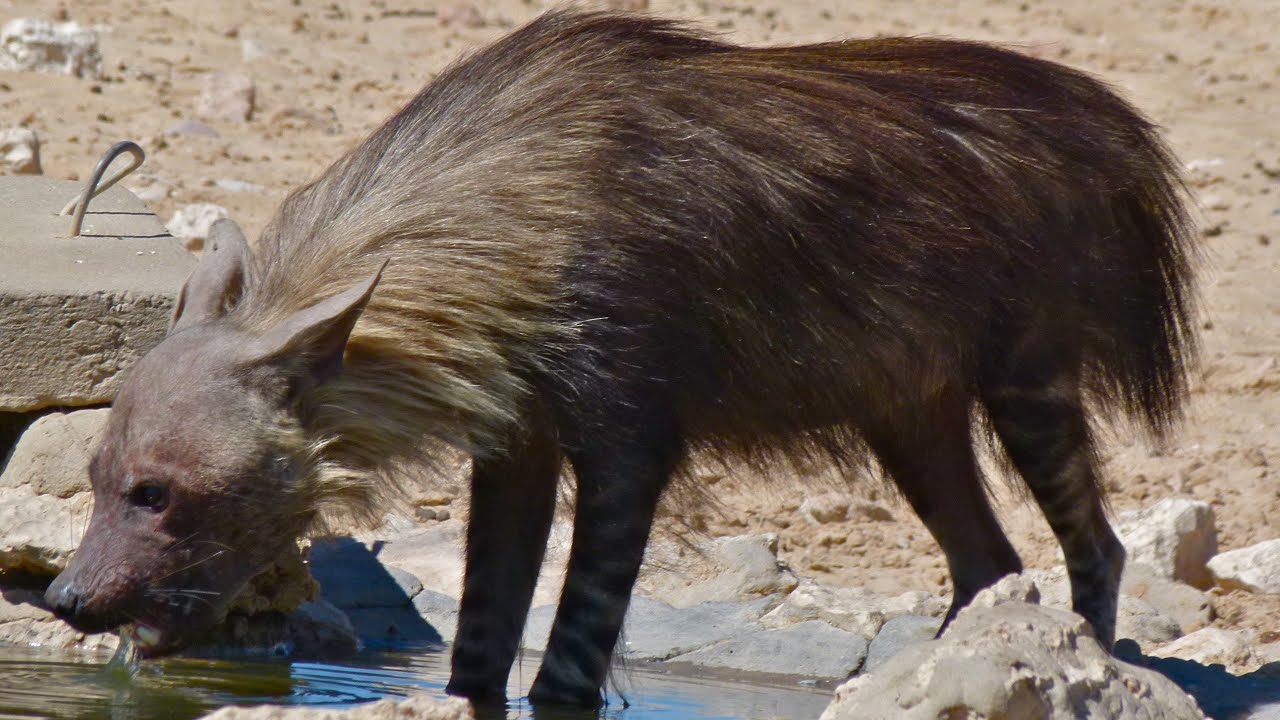 Brown Hyena Sound Effects