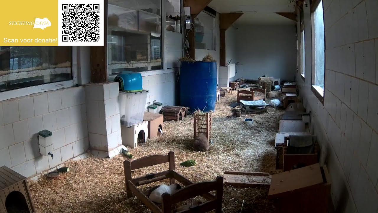 Cavia Cam