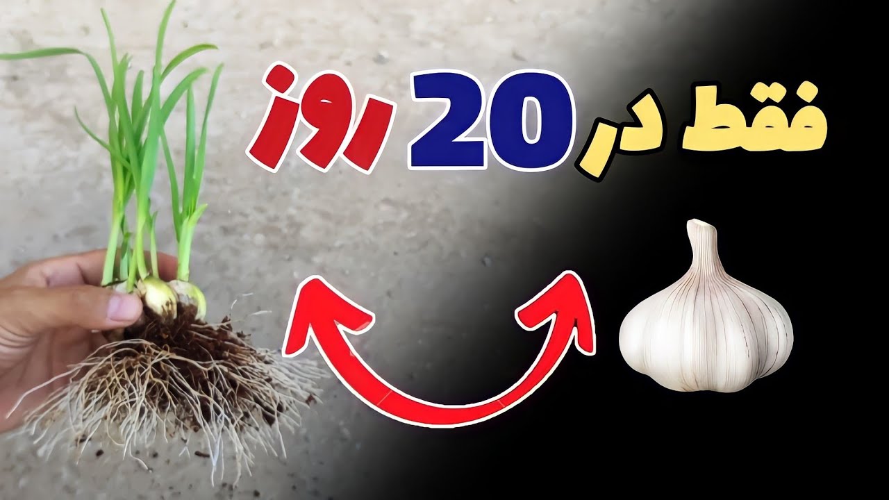 ساده ترین روش کاشت سیر | با این روش میتوانید در هر زمان و مکان بهترین سیر تولید کنید