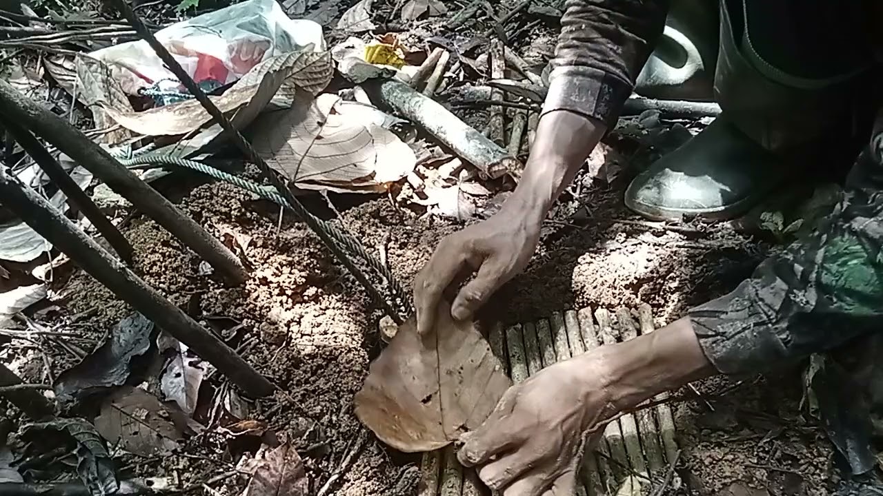 tutorial jerat babi hutan ala Tanaka si pemburu