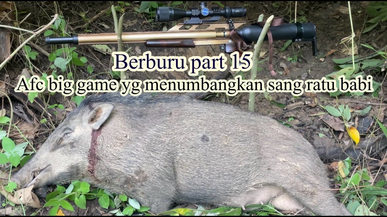Berburu babi hutan / senapan Pcp / afc big game