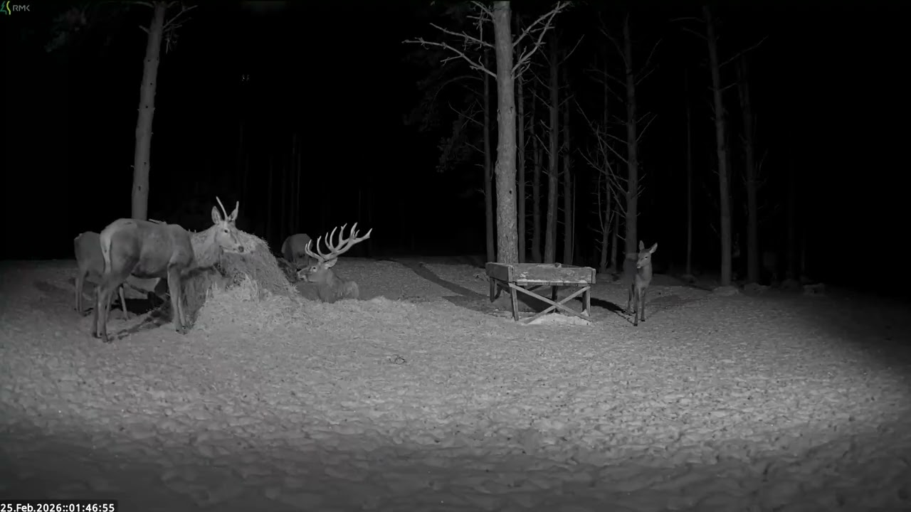🥱😴Red deer Cam Estonia 2026/02/25