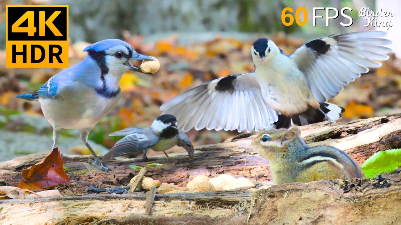 КОШКА ТВ 😻🐦 Птицы и белки наслаждаются осенью 🍂🍁🐿 4K HDR