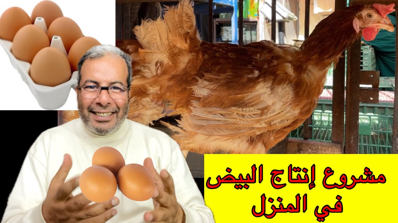 20بيضة يوميا في جوج متر مربع في المنزل