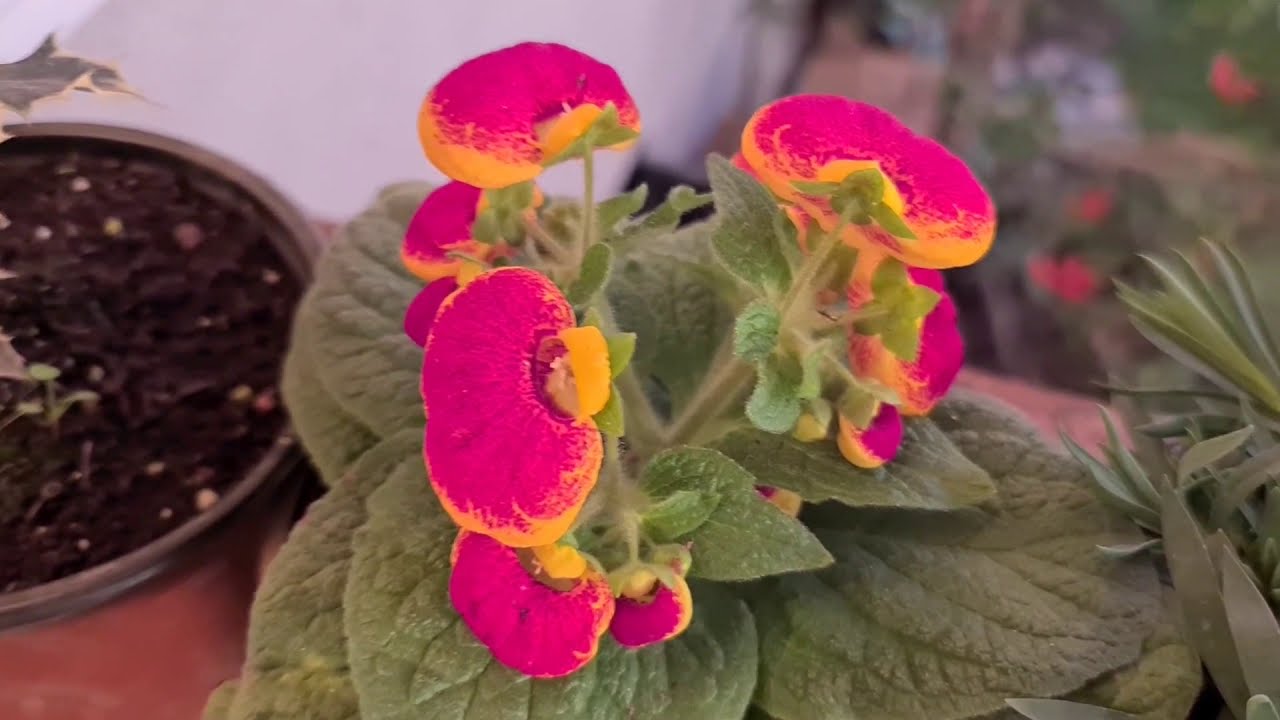 Hanım Çantası Çiçeği (Calceolaria) ve Çoban Püskülü (Ilex crenata)