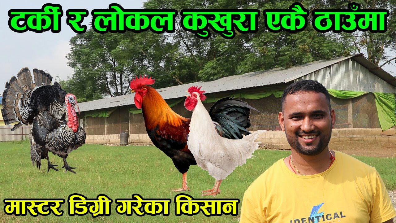 लोकल कुखुरा र टर्की एकै ठाउँमा कसरी पाल्ने ? मास्टर डिग्री गरेका किसान दिए आइडिया │Nepal Chitra