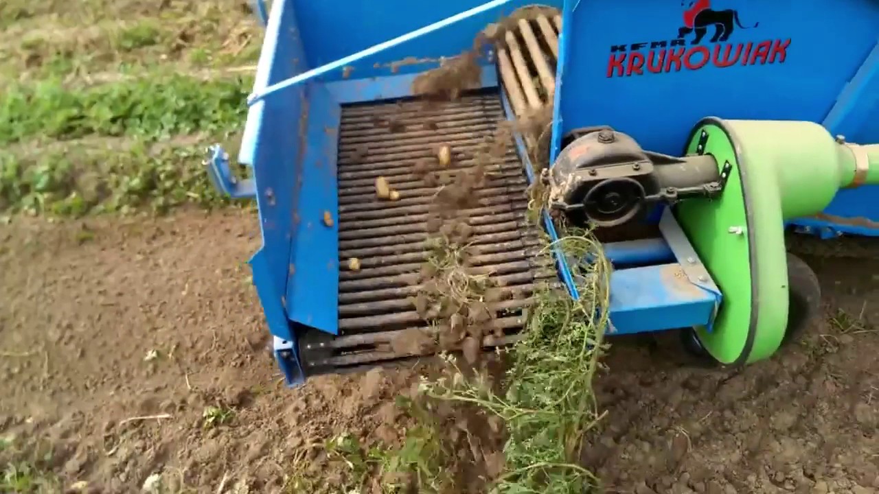 Arrachage de pomme de terre avec machine krukowiak z653-2