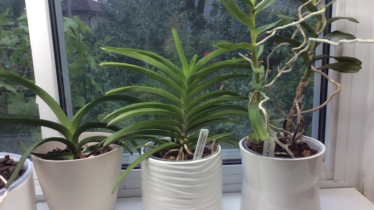Vanda Orchids in Pots