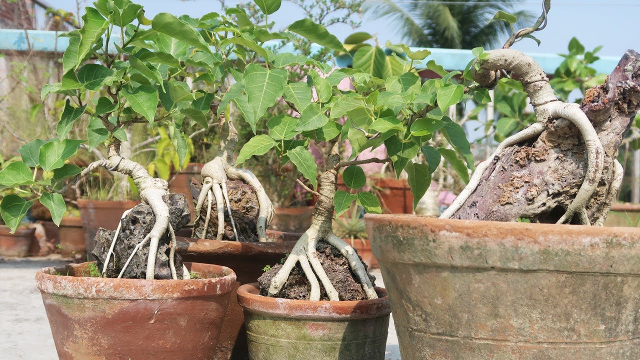 A short visit to a Bonsai Artist's terrace | Bonsai ideas