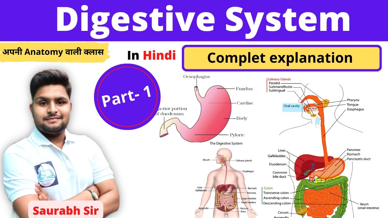 Digestive system || Part 1|| For Neet, Medical,Nursing, Pharmacy Students
