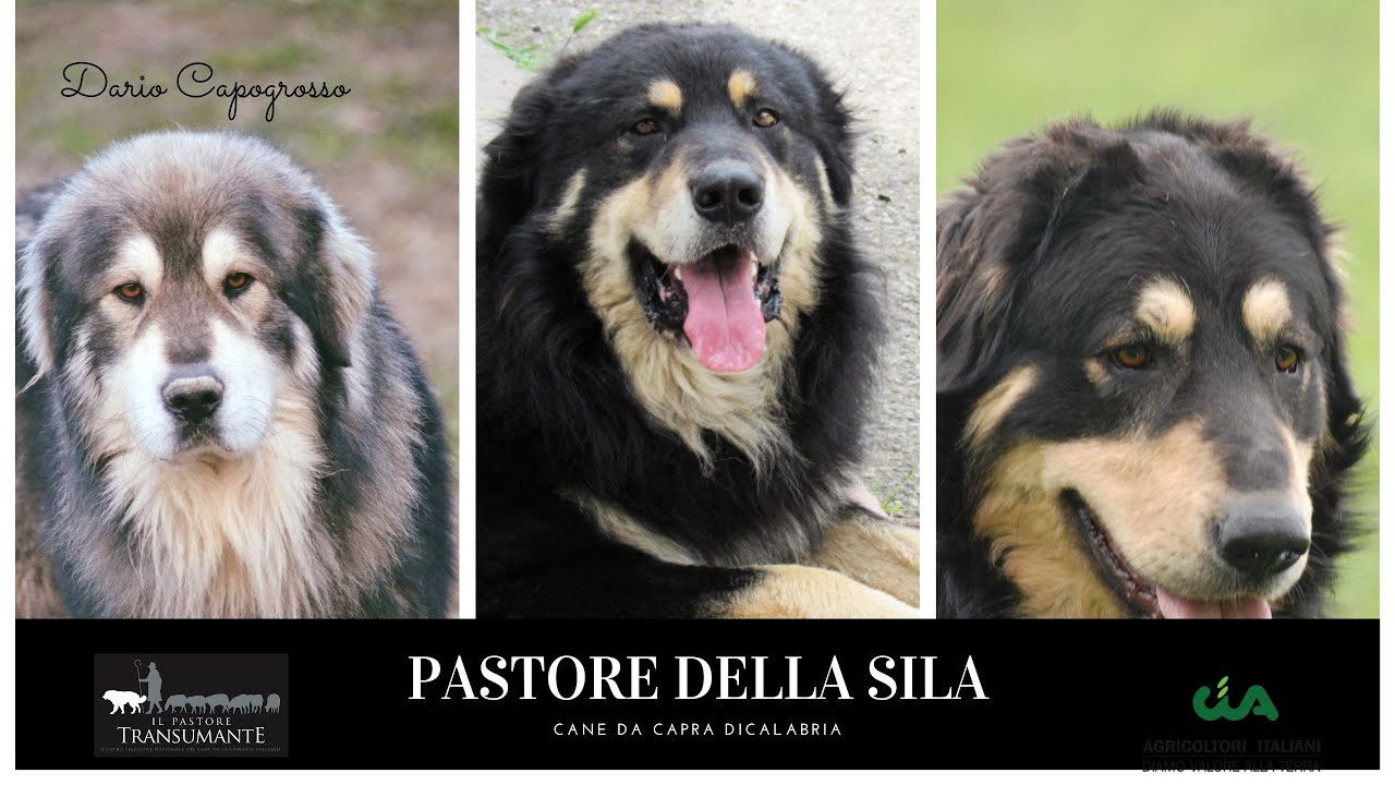 PASTORE DELLA SILA, cane da capre di Calabria. La riscoperta e l'allevamento di una razza millenaria