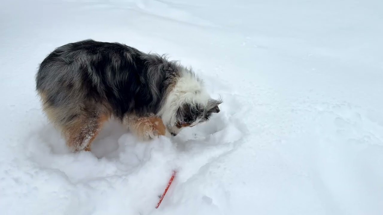 Pearl Snow Day Jan 2026