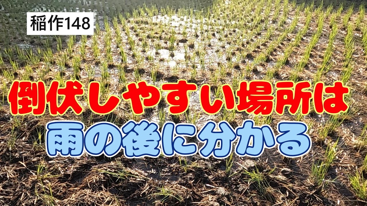 【倒伏しやすい田んぼは雨で分かる】原因と対策