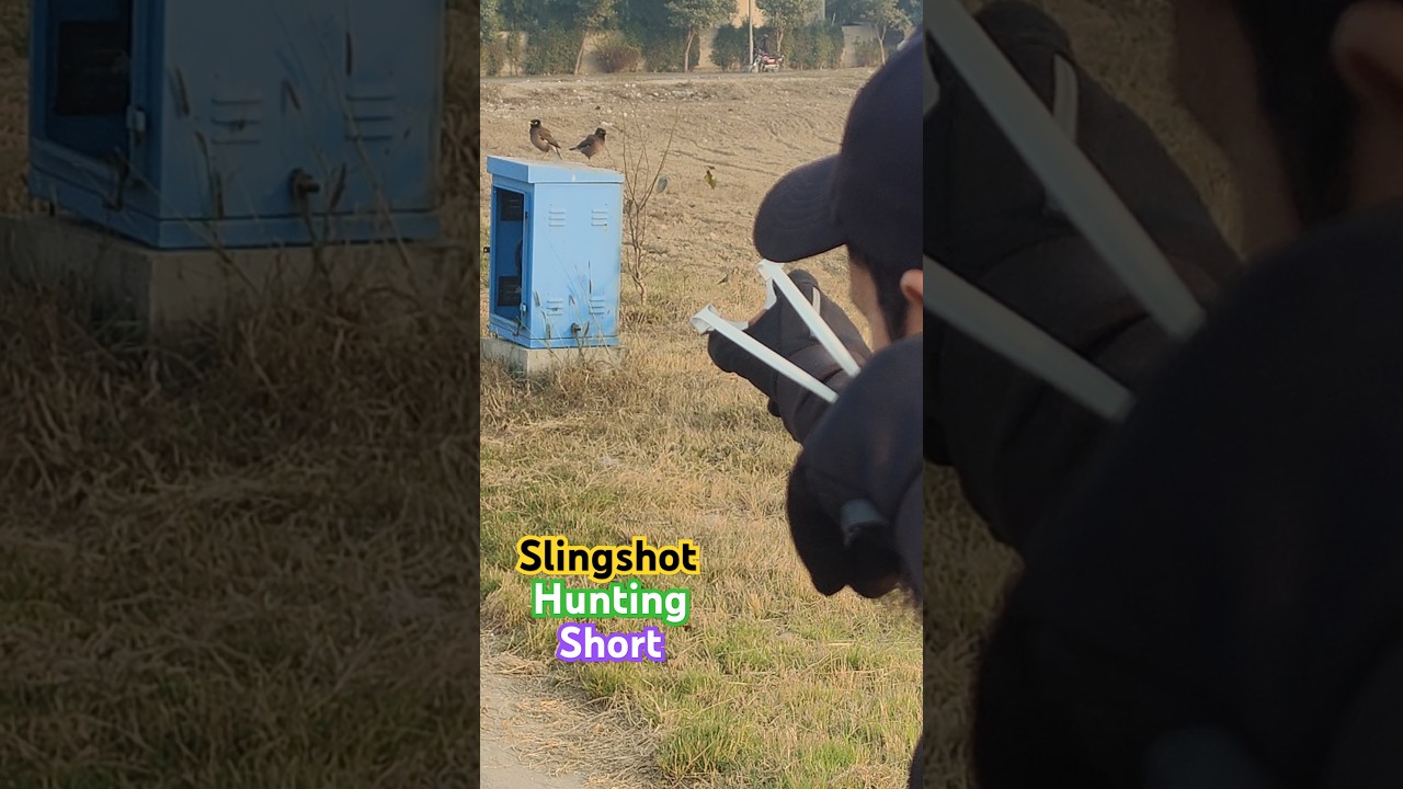 Slingshot Mayan Bird hunting with slingshot #slingshot #hunting #youtubeshorts #tips