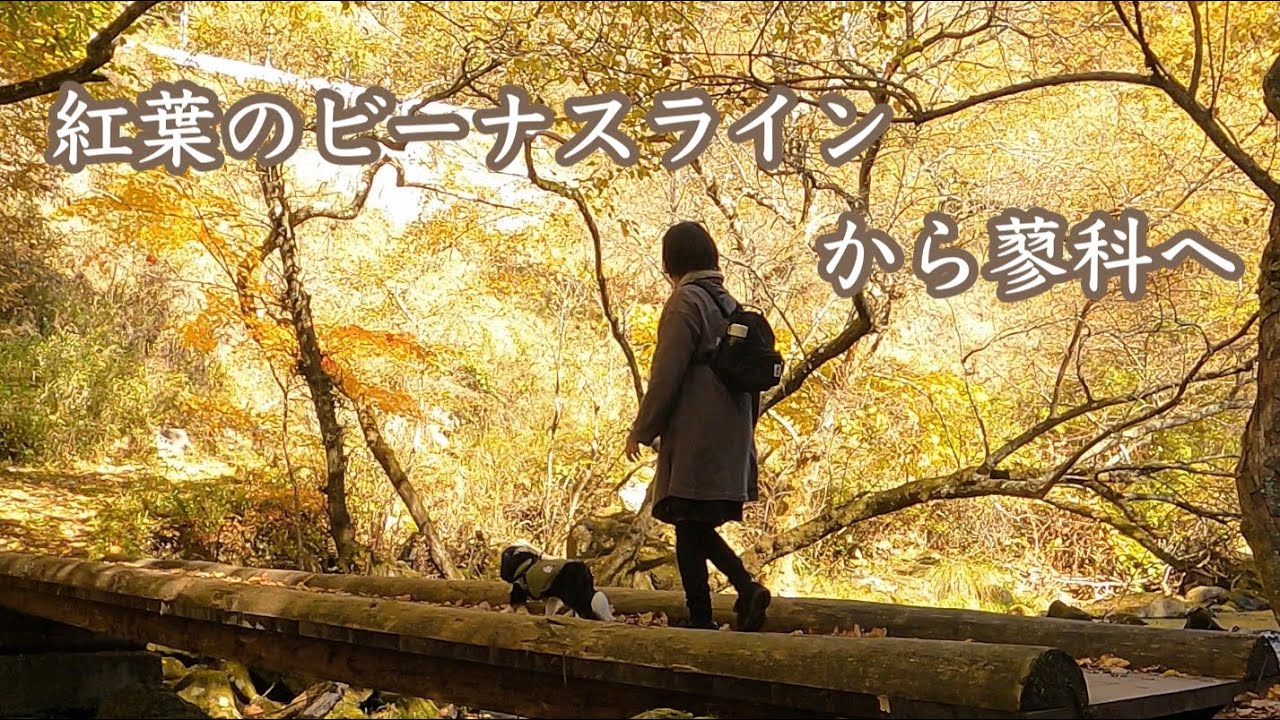 【犬と歩く信州】紅葉のビーナスラインドライブ / 霧ヶ峰高原 / 車山高原 / 蓼科大滝 / 蓼科湖 / ベーカリーレストランエピ / 御射鹿池 / おしどり隠しの滝 / 明治温泉