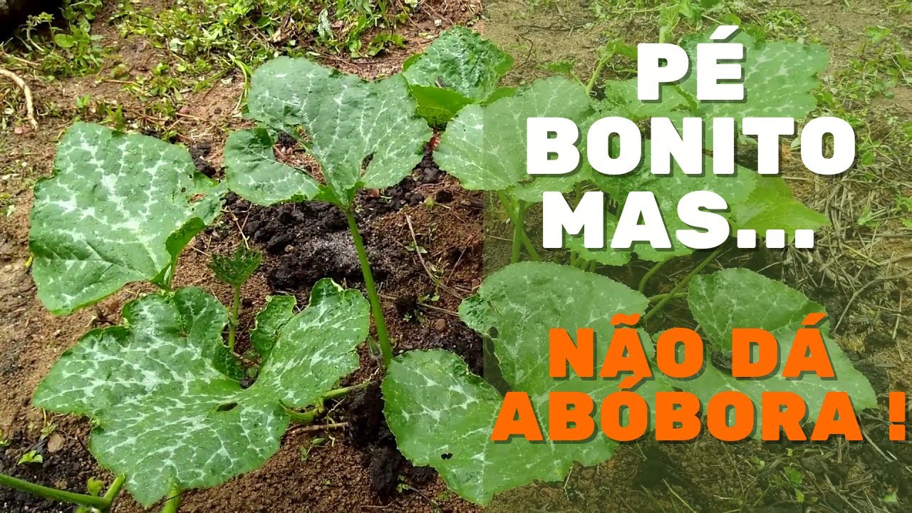 Porquê o pé que plantei não está produzindo abóboras ?