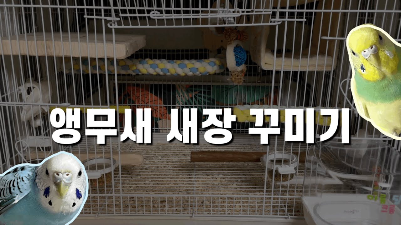 앵무새 새장 같이 꾸며봐요 💐 (+용품 추천)ㅣ 리프패럿, 마이버드샵, 버디스파이, 보키샵, 아가새농장, 앵무새 연구소, 푸롱이네ㅣ 앵무새 새장 꾸미기