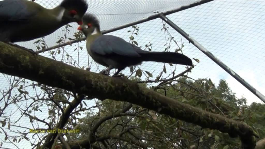 Aviornis: Witwangtoerako's (White-cheeked turaco)