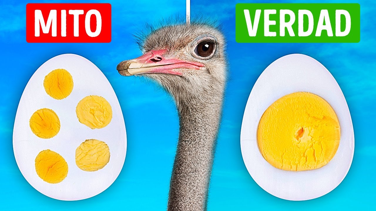 26 Preguntas de verdadero o falso para ponerte a prueba en casa