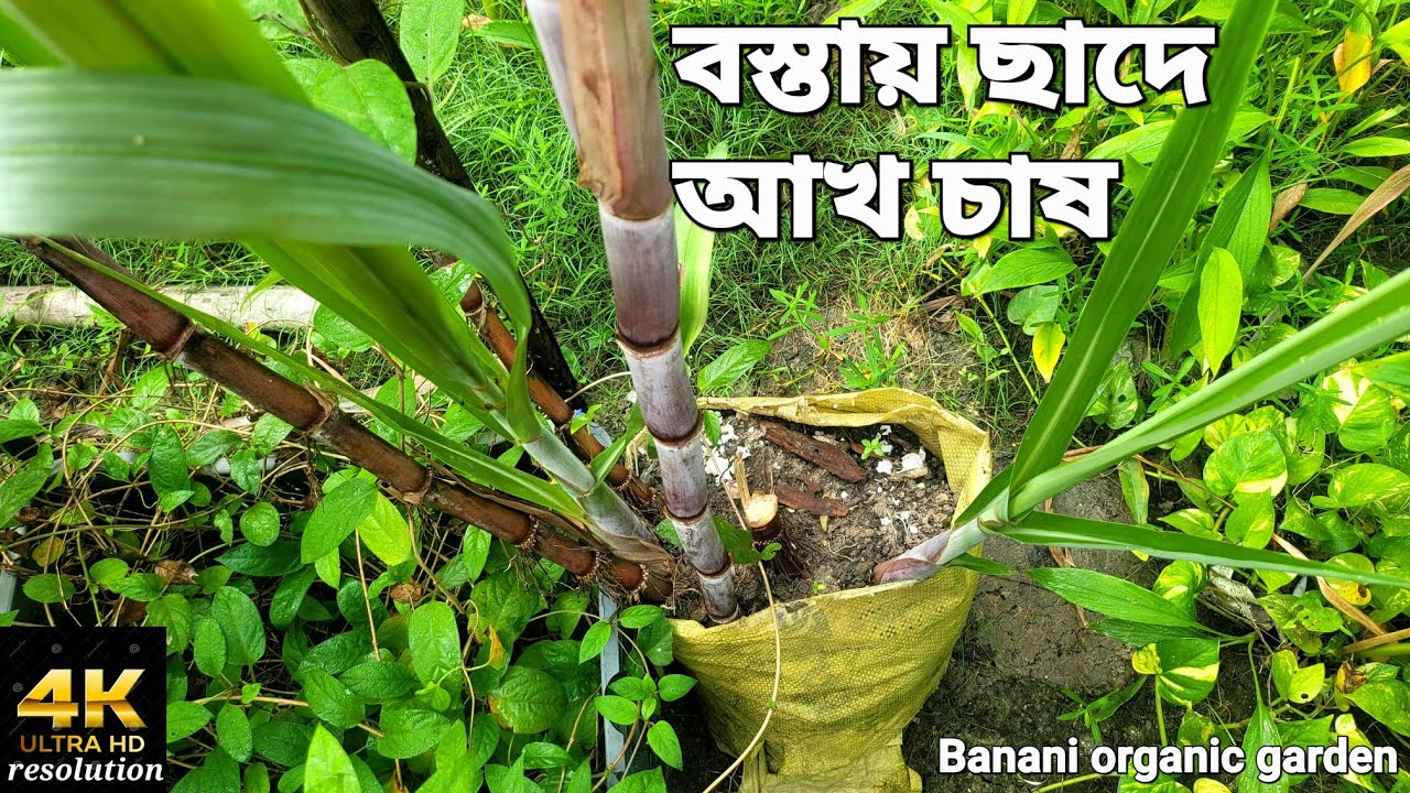 টবে আখ চাষ। বস্তায় আখ চাষ করব কিকরে? ছাদবাগানে আখ চাষ। how to grow sugar cane in a pot grow bag #4k