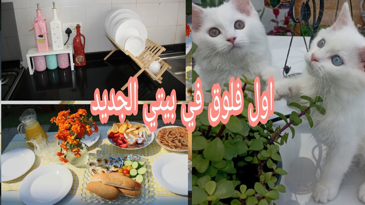 فلوق 3/في بيتي الجديد/زرعت في الحوش/تنظيف المطبخ / فلوق شتوي