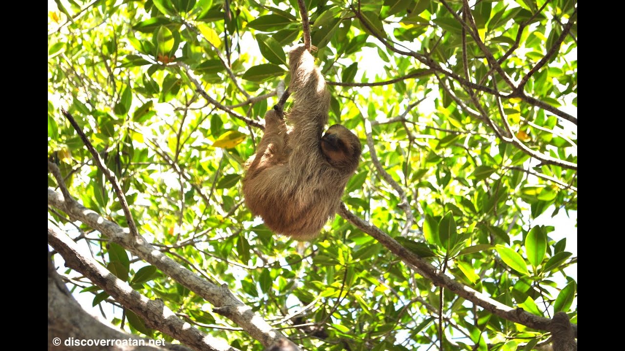 Daniel Johnson's Monkey & Sloth Hangout | Roatan, Honduras