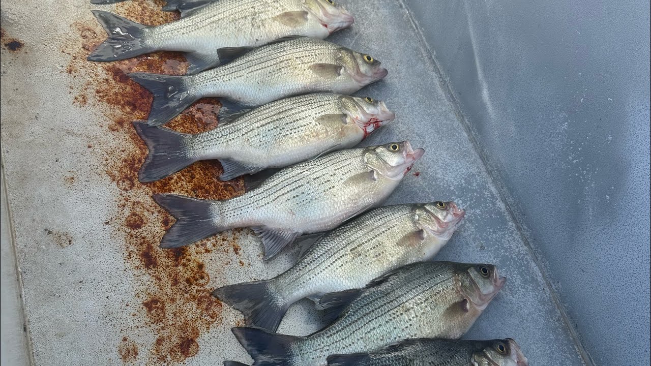 Otro día mas de pesca 