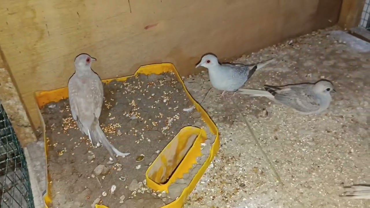 فطام افراخ الملكي 😍 + افضل قياس خانات للملكي 👍