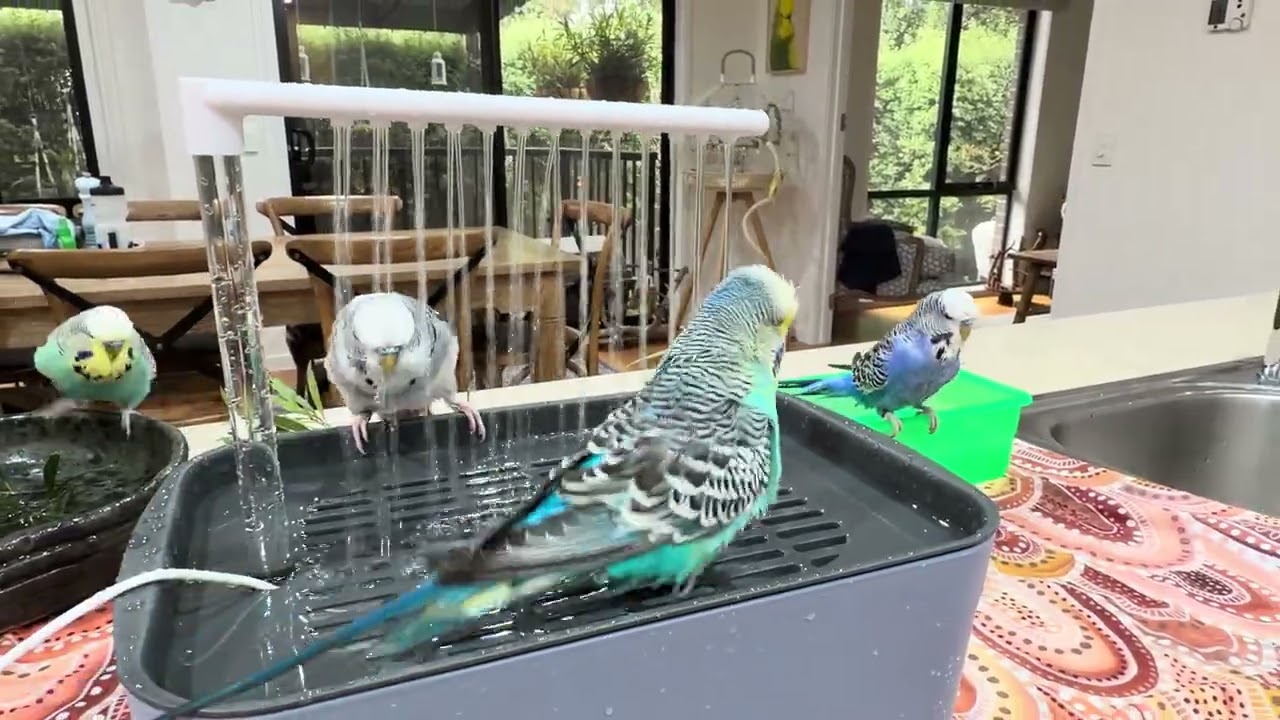 Today’s bird bath time #Budgies #BudgieBath #birdbath #parrotsofinstagram #parakeets 
