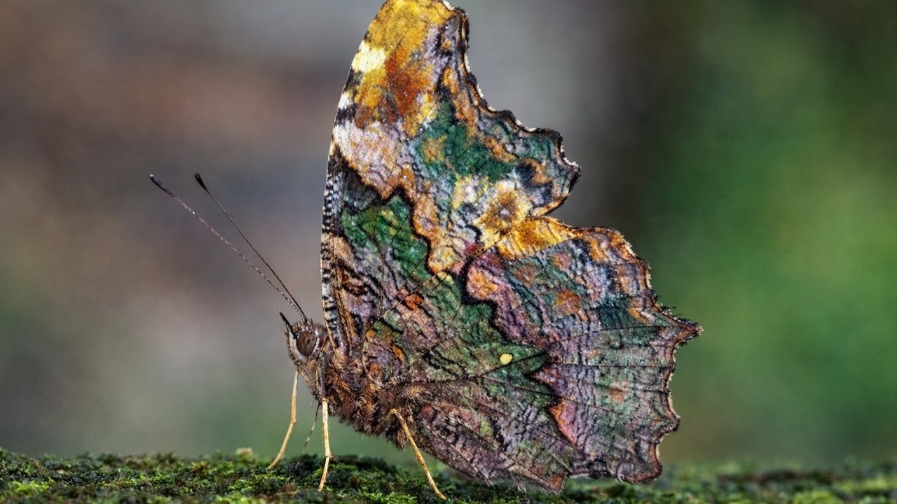 World's Most Beautiful Butterflies 2026