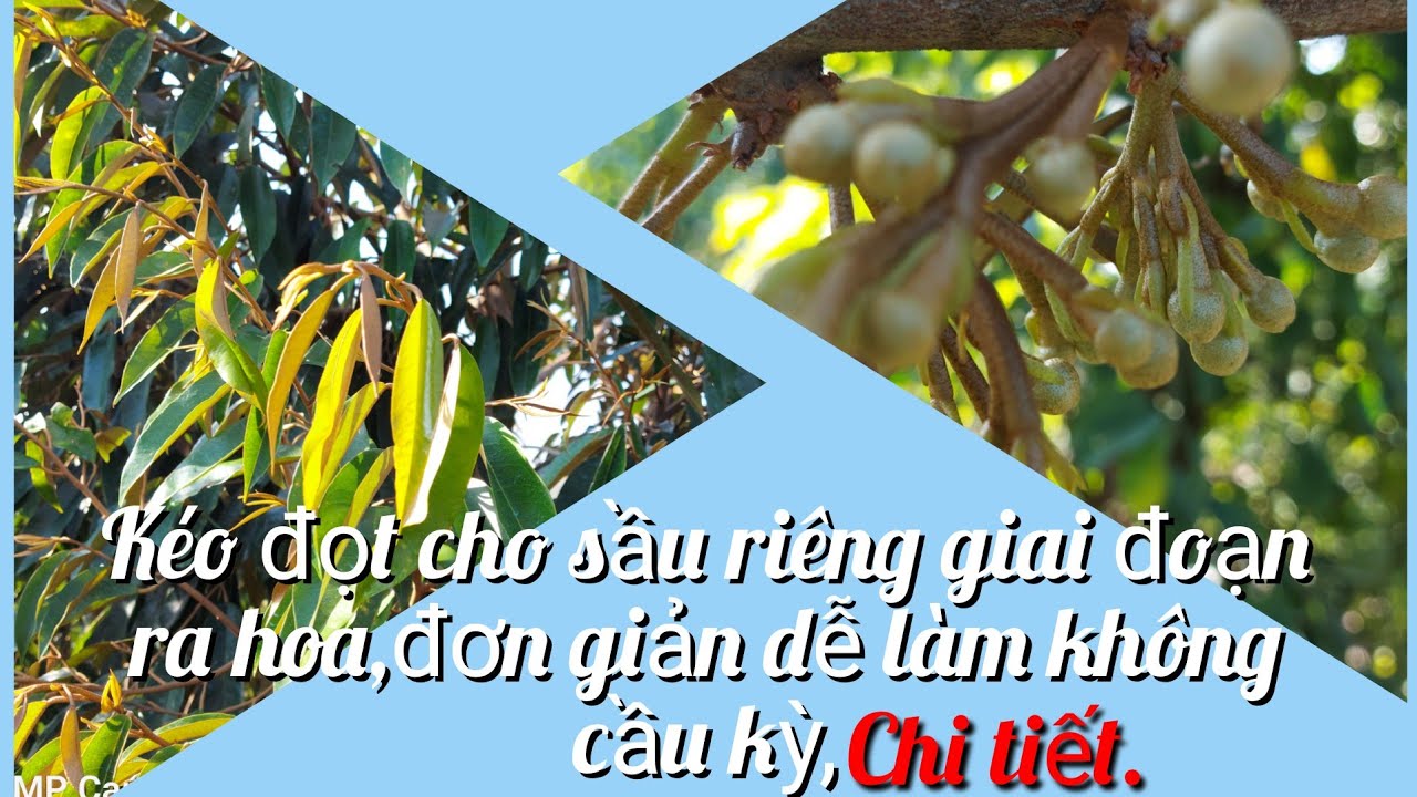 quy trình kéo ngọn cho sầu riêng trước khi xả nhụy.