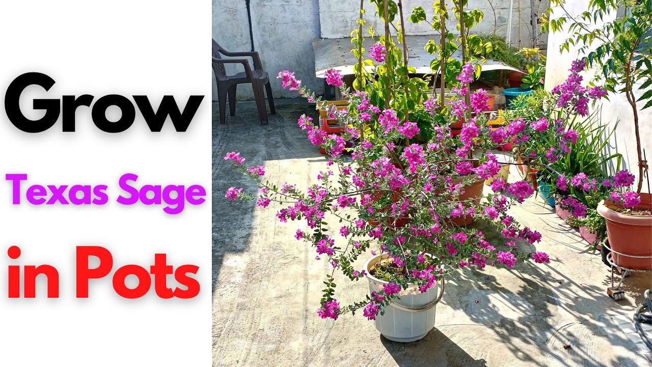Learn to Grow Texas Sage in 1 Minute (Container Gardening)