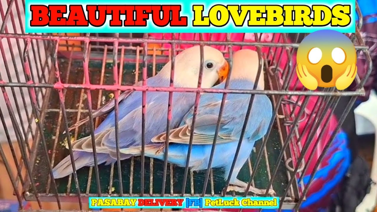 LOVEBIRDS SUPER SALE SA HULONG DUHAT MALABON
